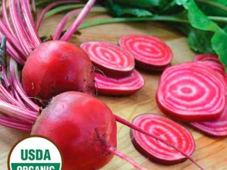 Beet, Chioggia