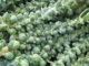 Brussel Sprouts, Long Island Improved