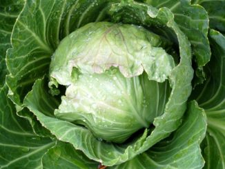 Cabbage, Early Jersey Wakefield (Organic)