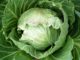 Cabbage, Early Jersey Wakefield (Organic)