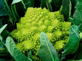 Cauliflower, Romanesco