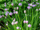 Chives