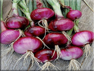 Onion, Red Wethersfield