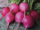 Radish, Pink Lady Slipper