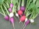 Radish, Red