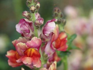 Snapdragon, Tetra Mix