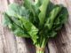 Spinach, Bloomsdale Long Standing