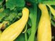 Squash, Yellow Crookneck