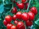 Tomato, Red Cherry