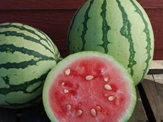 Watermelon, Dixie Queen