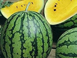 Watermelon, Petite Yellow