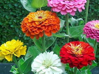 Zinnia, Dahlia Flowered