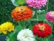 Zinnia, Dahlia Flowered