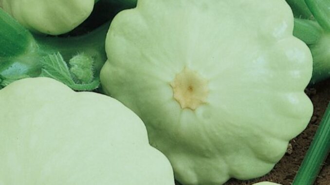 Squash, Pattypan Green