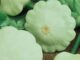 Squash, Pattypan Green
