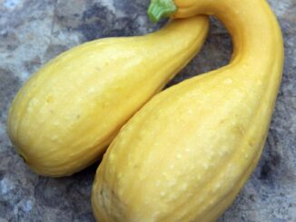 Squash, Summer Crookneck