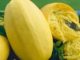Squash, Winter Spaghetti