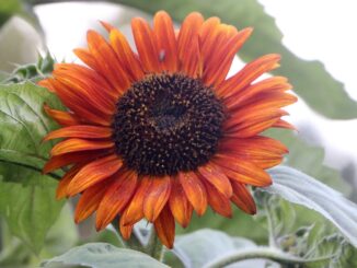 Sunflower, Autumn Beauty