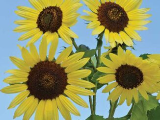 Sunflower, Giant Primrose