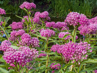 Swamp Milkweed