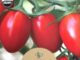 Tomato, Roma