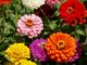 Zinnia, California Giant Mixed Colors (OUT OF STOCK)