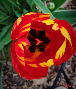 Vibrant red tulip with yellow accents