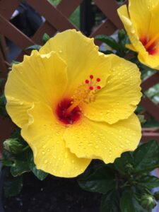 Yellow hollyhock with red center