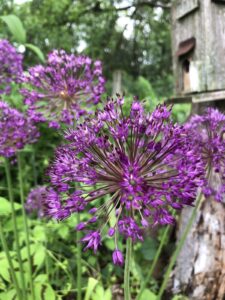 Allium