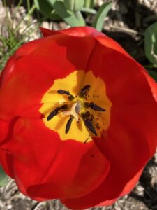 close up of red tulip with yellow and black center