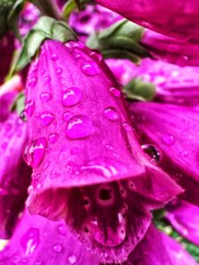 Magenta bell shaped flowers dotted with raindrops