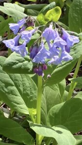 bluebells