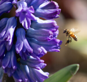 Purple flowers with honeybee