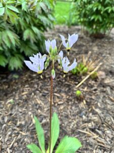 small lavender flowers against brown background