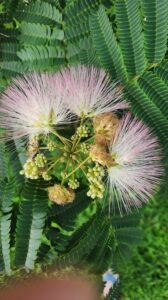 Spiky pink flower , pale green buds and ferns