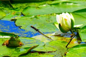 Lily and frog on lilypad