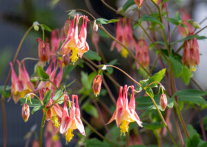 pink and yellow columbine