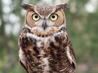Give A Hoot For Illinois Owls!