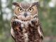 Give A Hoot For Illinois Owls!
