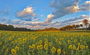 Sunflowers with faces turned away