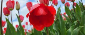 Big red tulip, blue sky, green leaves