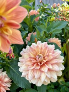 Close up photo of pink mum